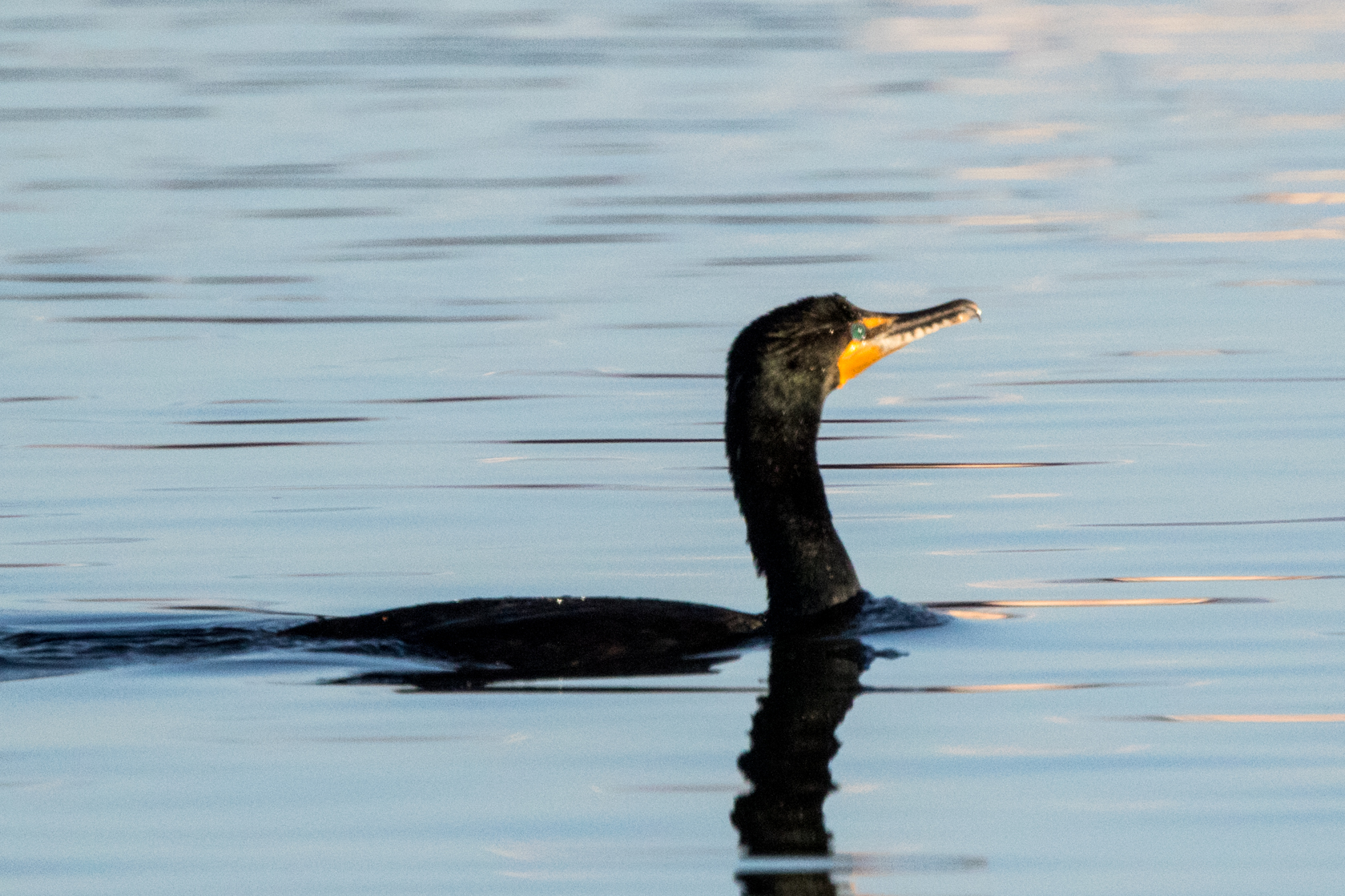 a single long necked bird swimming in a lake