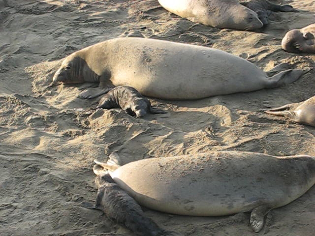 several sea lions lay on the sand next to each other