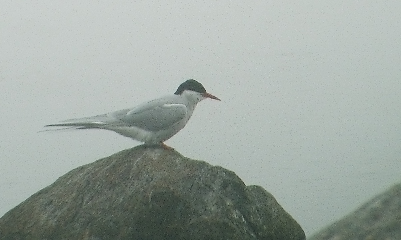 a close - up of a gray and black bird sitting on a rock