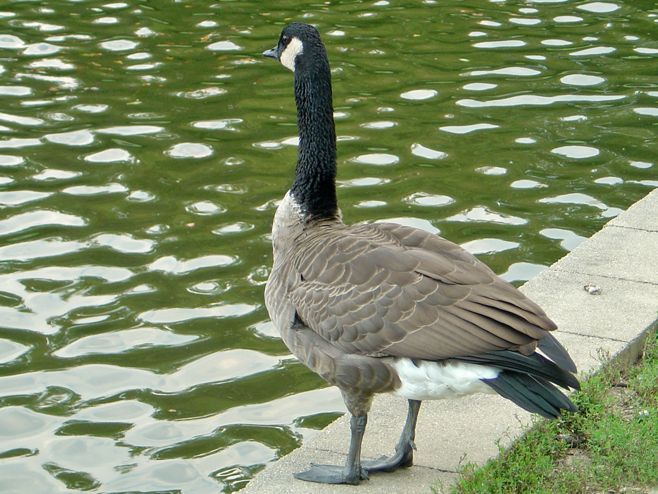 a goose is standing in the water next to the edge