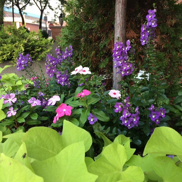 some purple flowers and green leaves and trees