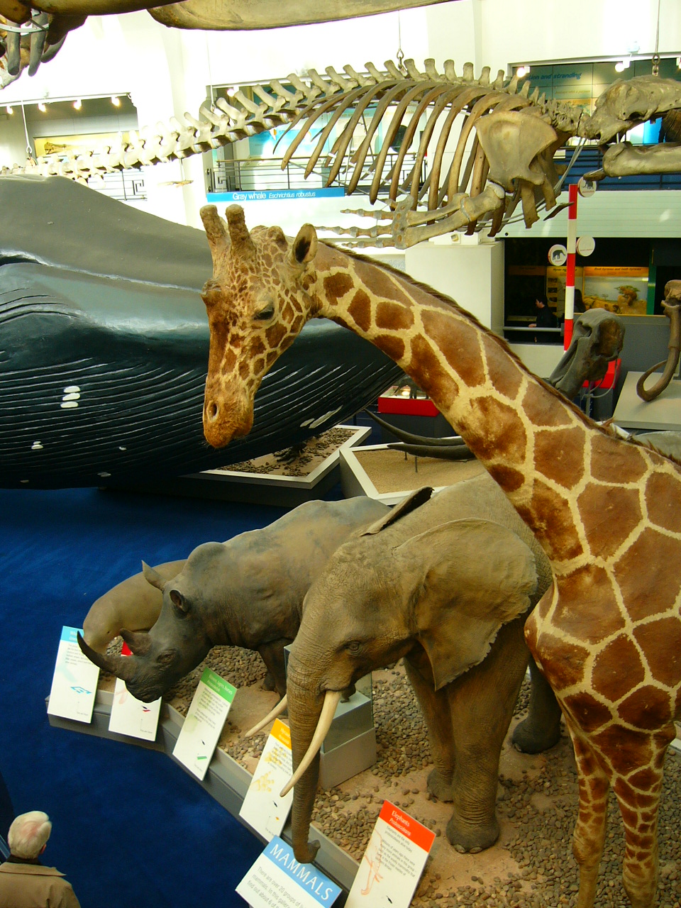 a museum display of several giraffe and elephant statues