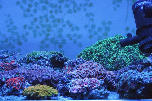an aquarium filled with lots of colorful plants