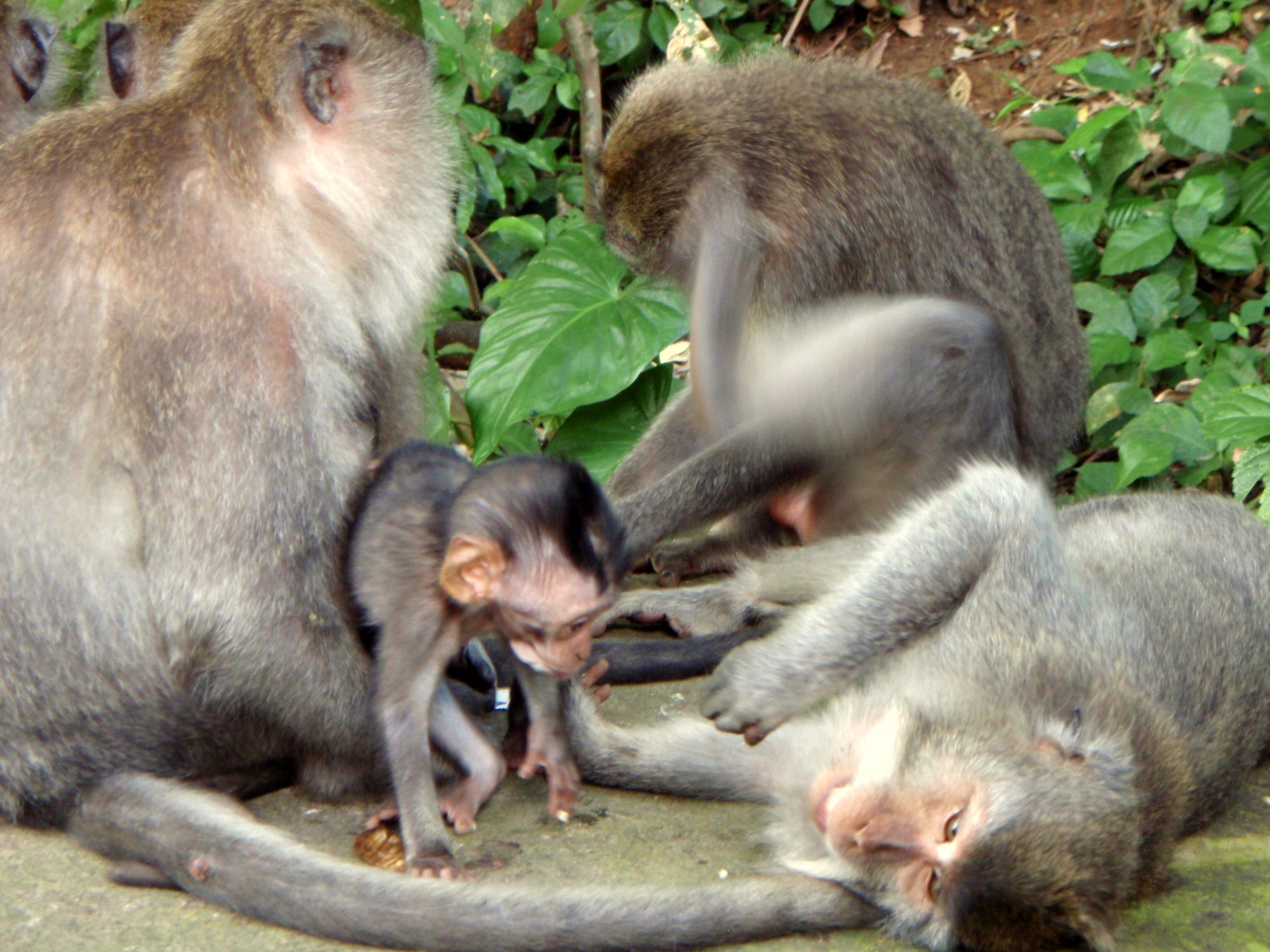 four monkeys looking at each other in the dirt