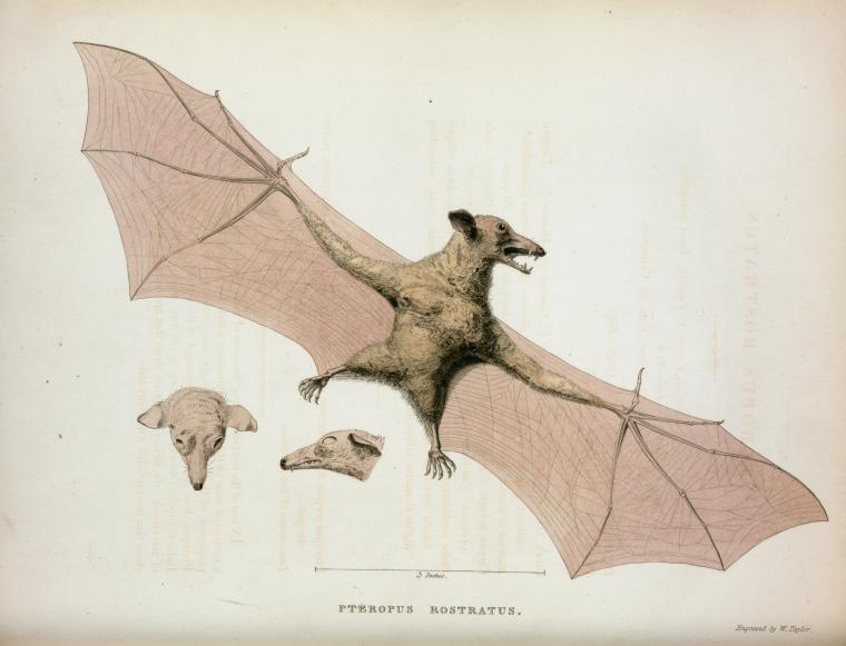 a drawing of a bat flying over two heads