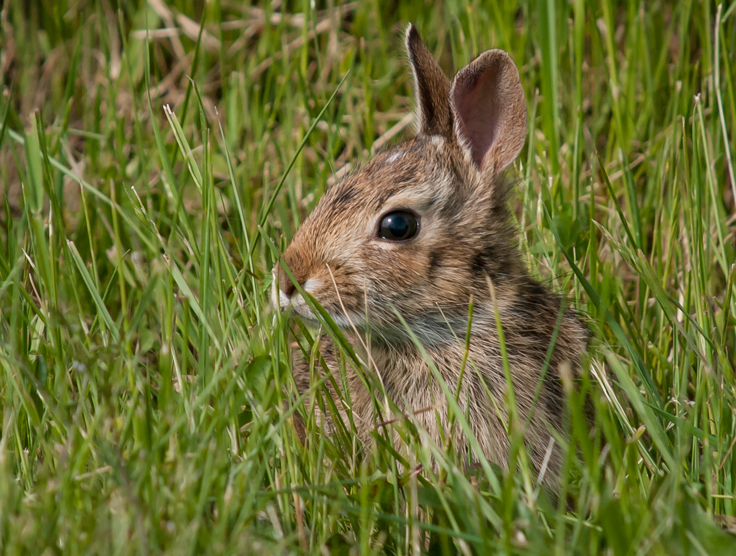 a brown rabbit sits in the grass and looks to his left