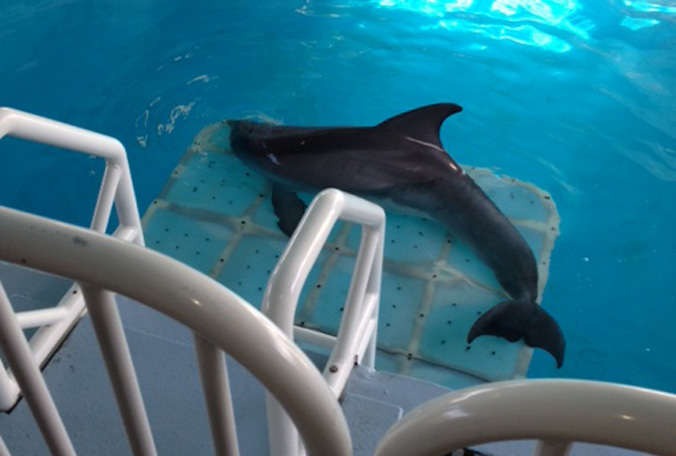 a dolphin swims beside a chair on the side of the pool