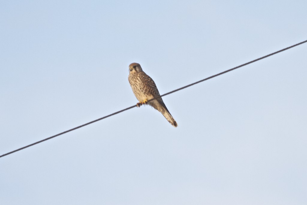 brown bird standing on power line next to wires