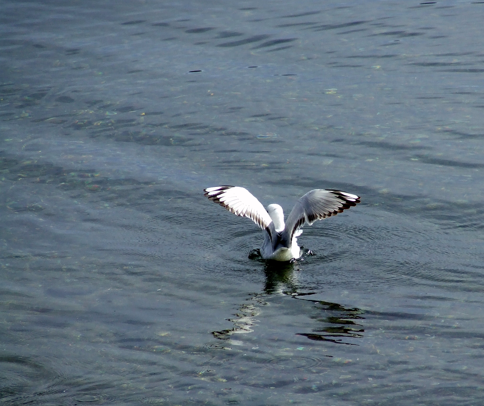a black and white bird is gliding on the water