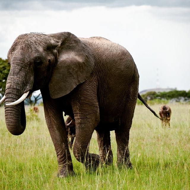 an elephant is walking in a green field