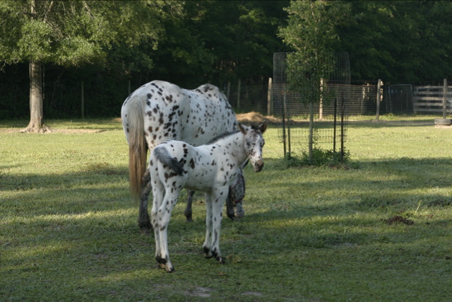 a large adult and baby horse standing in grass