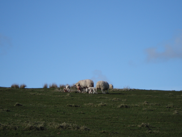 many sheep are standing in the middle of a grassy field