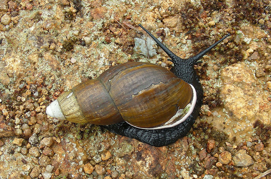 a snail is laying on the ground inside a cage