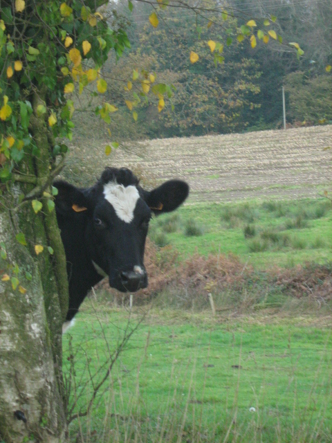 a cow is looking at the camera from behind a tree