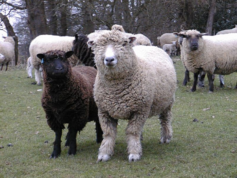 a herd of sheep stand in a grassy area