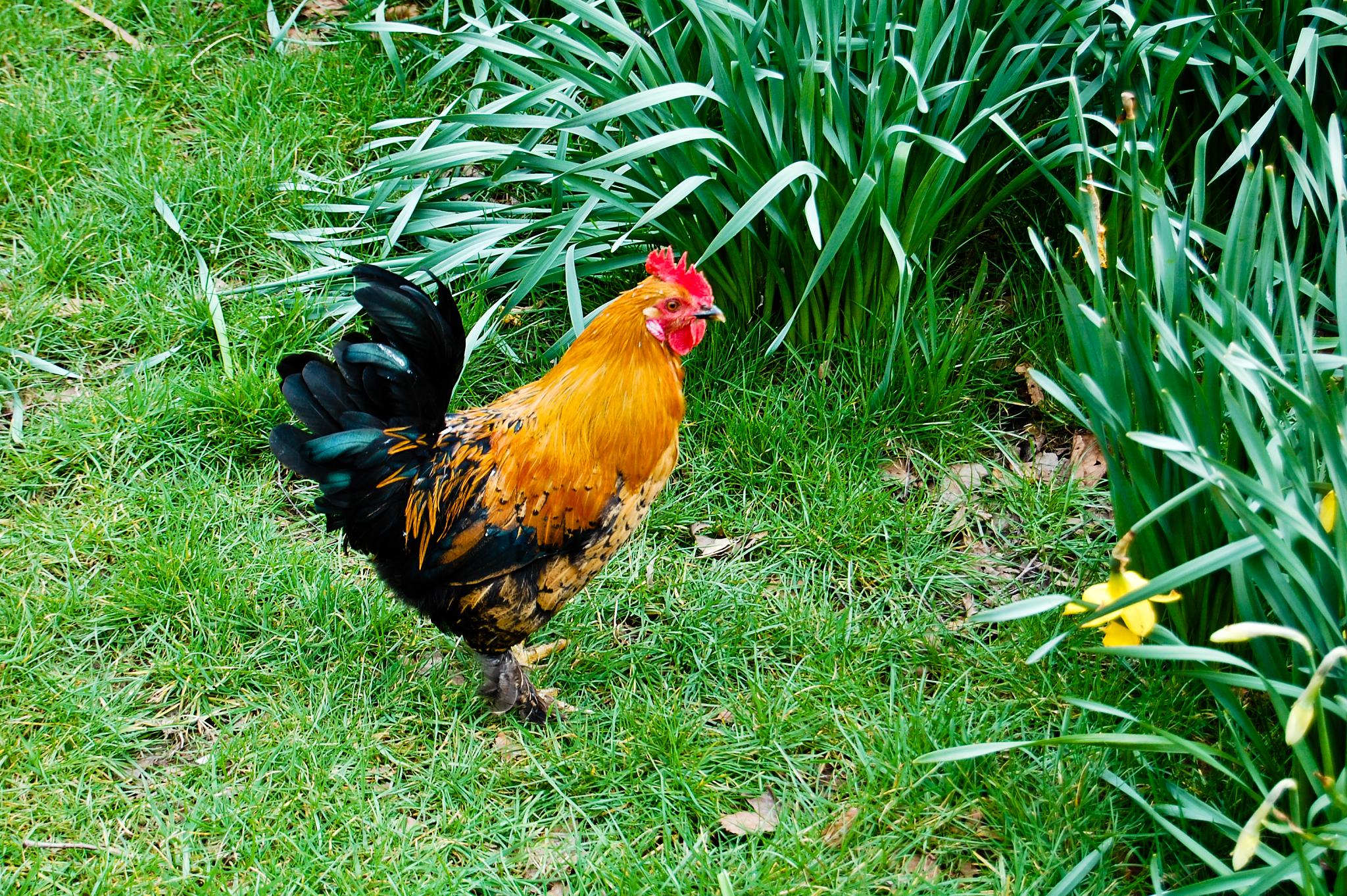 a rooster with red markings walks around grass and yellow flowers