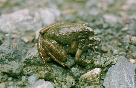 a frog is sitting on the ground with some rocks and gravel