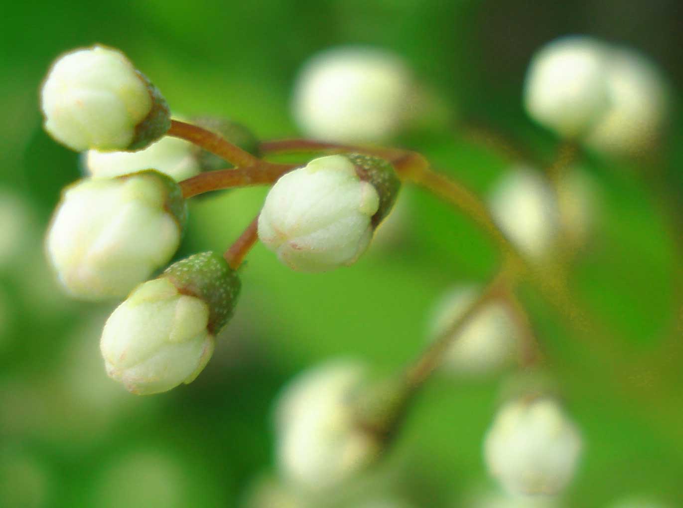 a bush is seen with white flowers on the bush