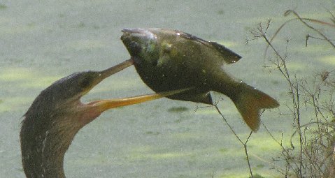 a couple of birds fighting over a fish
