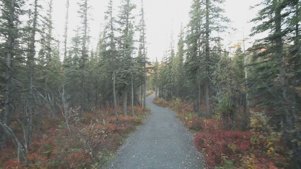 a dirt path in the woods near many trees