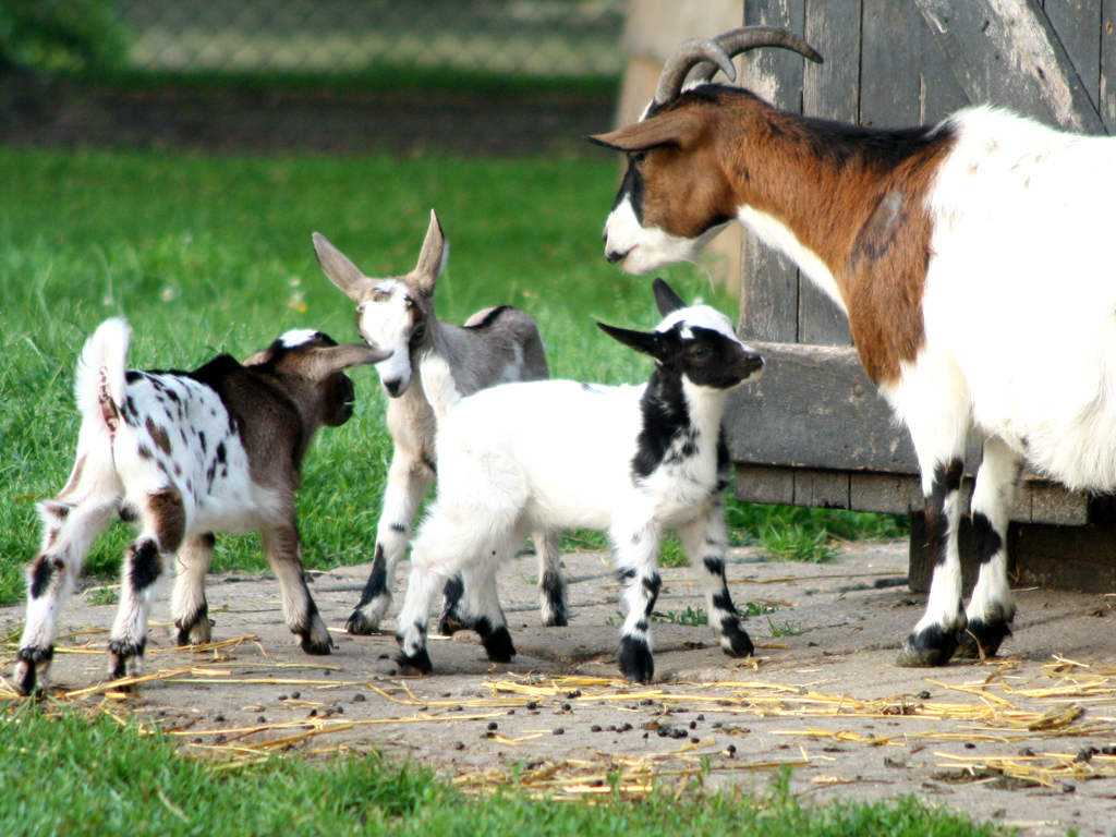 several baby goats are standing by the wood