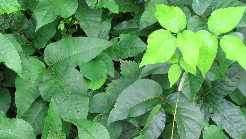 green leafy plants with long thin leaves