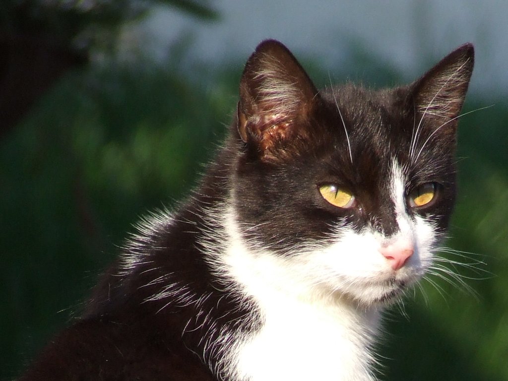 a black and white cat with yellow eyes