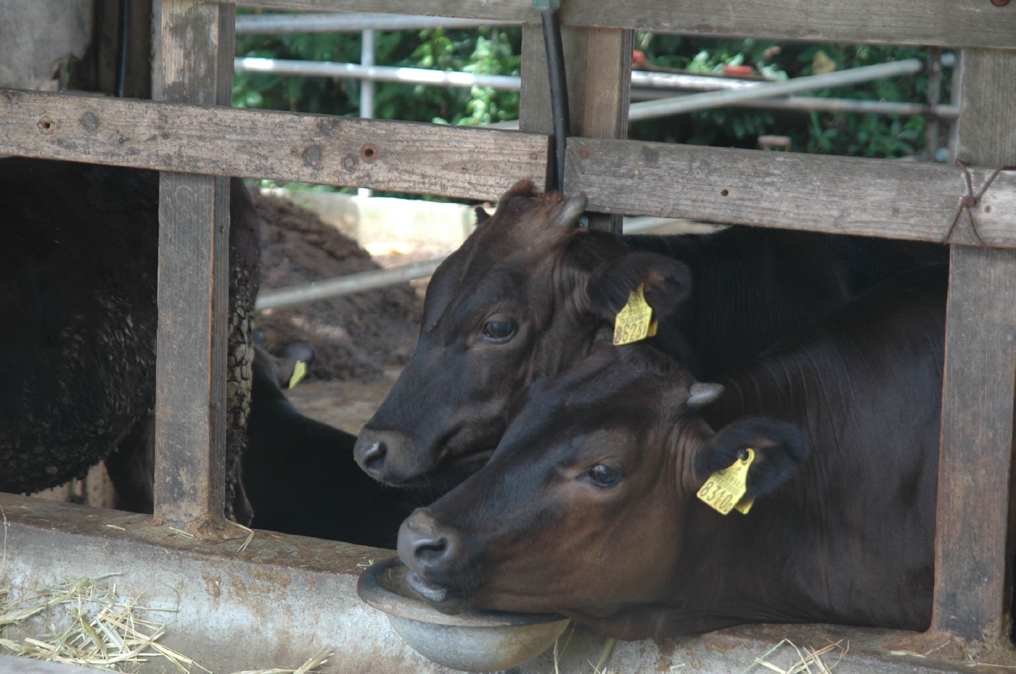 a couple of cows sticking their heads out of a barn