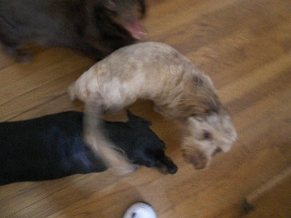 three dogs playing with each other on the floor