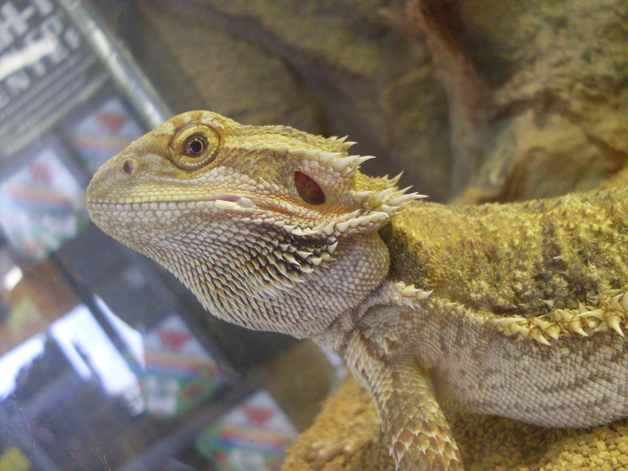 a yellow and gray lizard in a glass tank