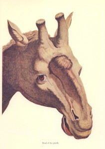 an old colored drawing of a giraffe with its mouth open