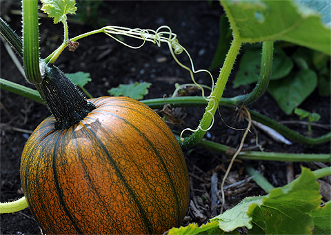 a small pumpkin sits on the ground next to another plant