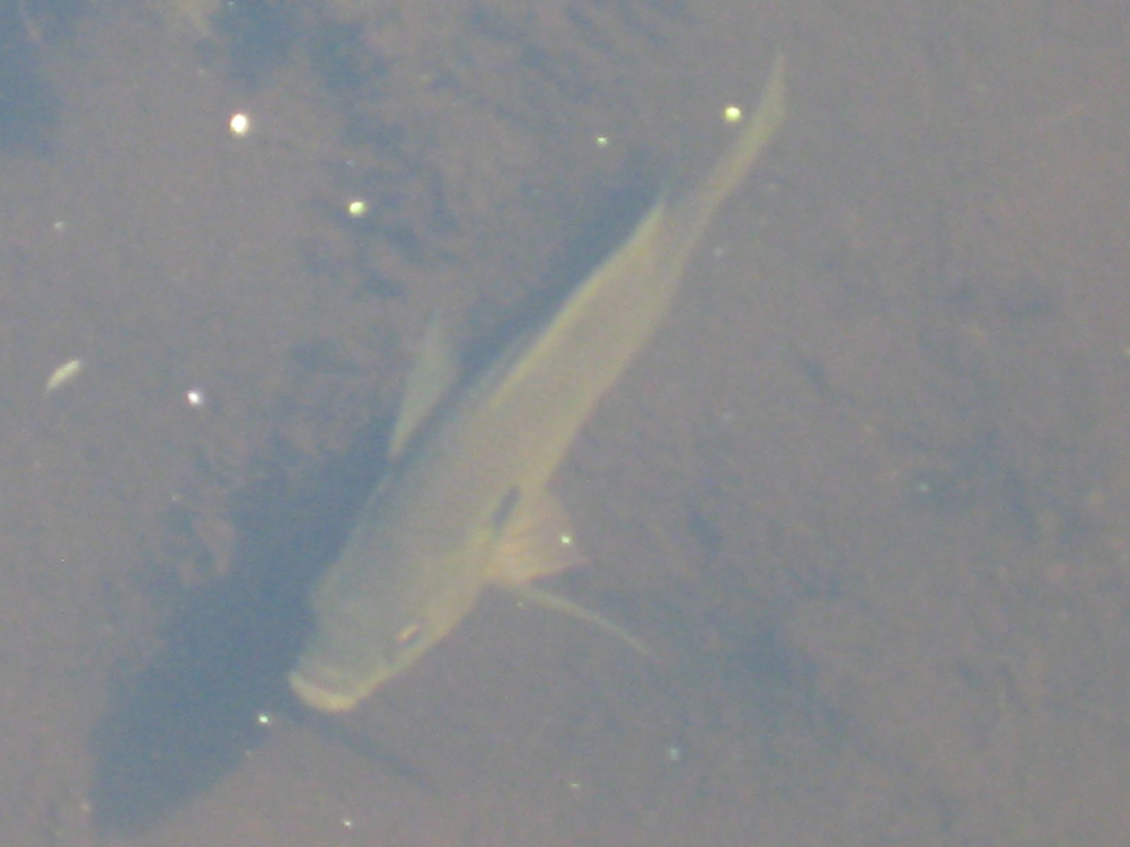 a fish swimming through the water in a pond