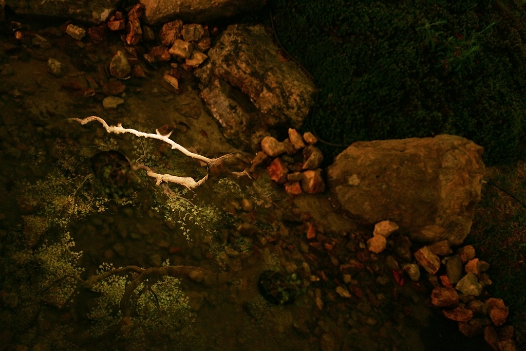 an animal that is standing on a rock ground