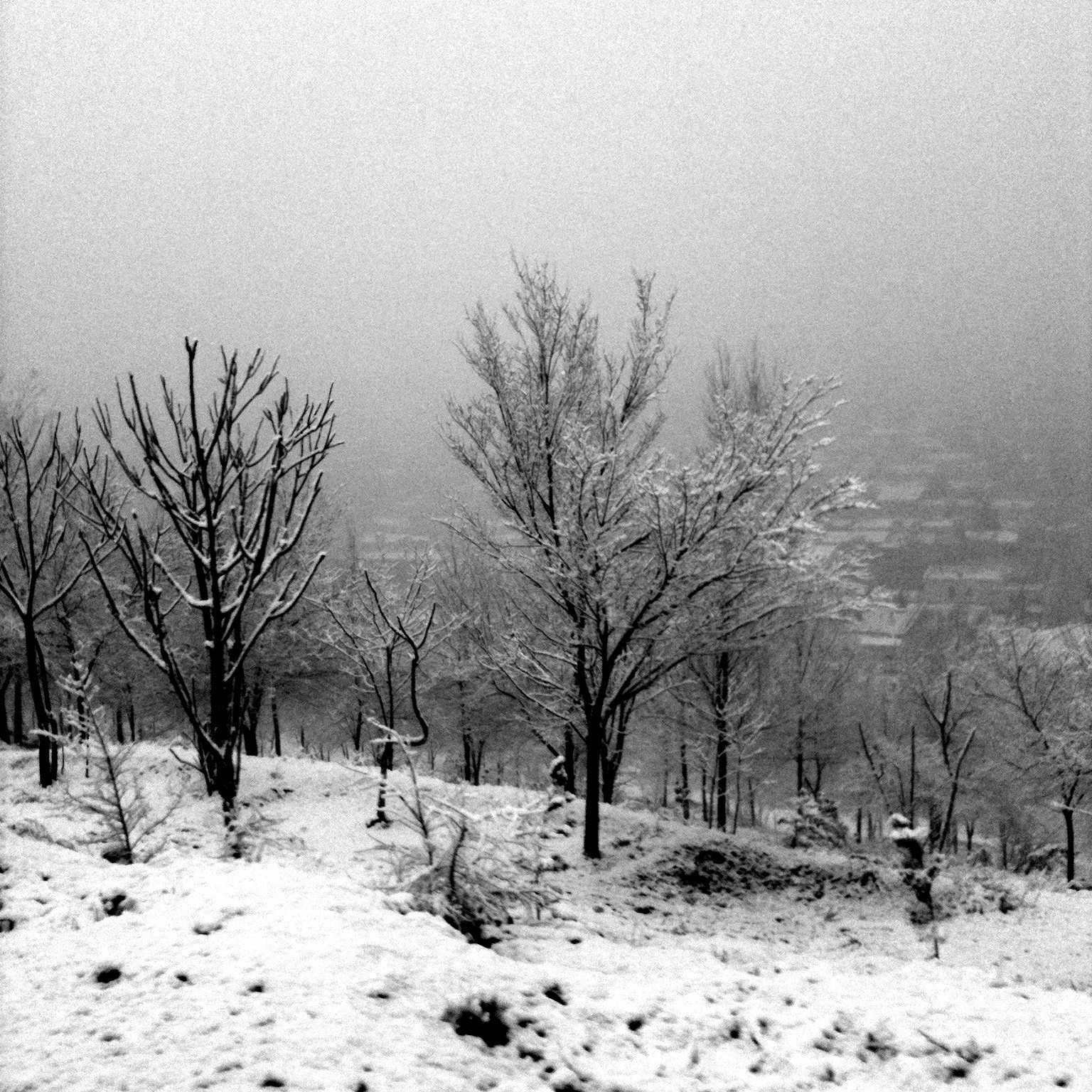 two trees with snow on them on a hillside