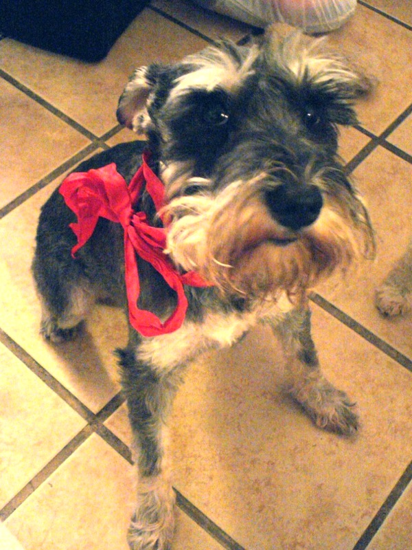 a close up of a small dog wearing a red and black scarf