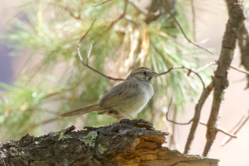 a small bird on top of a log under trees