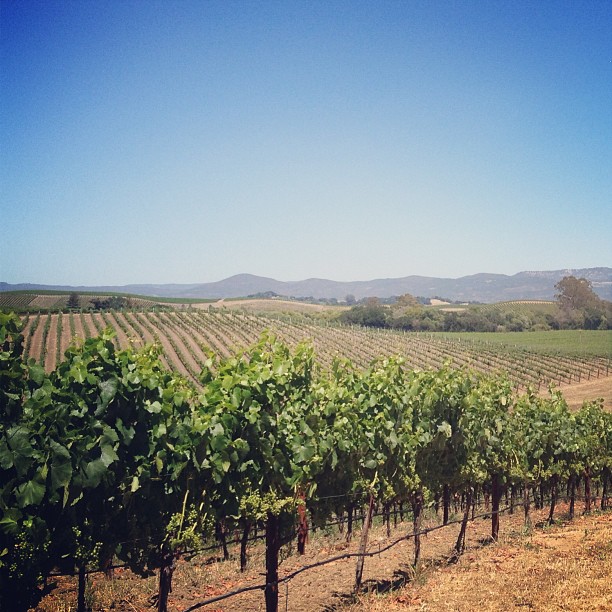 rows of vines growing along the edge of a farm