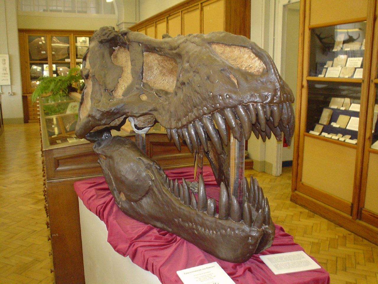 a dinosaur skeleton sitting on display in a museum