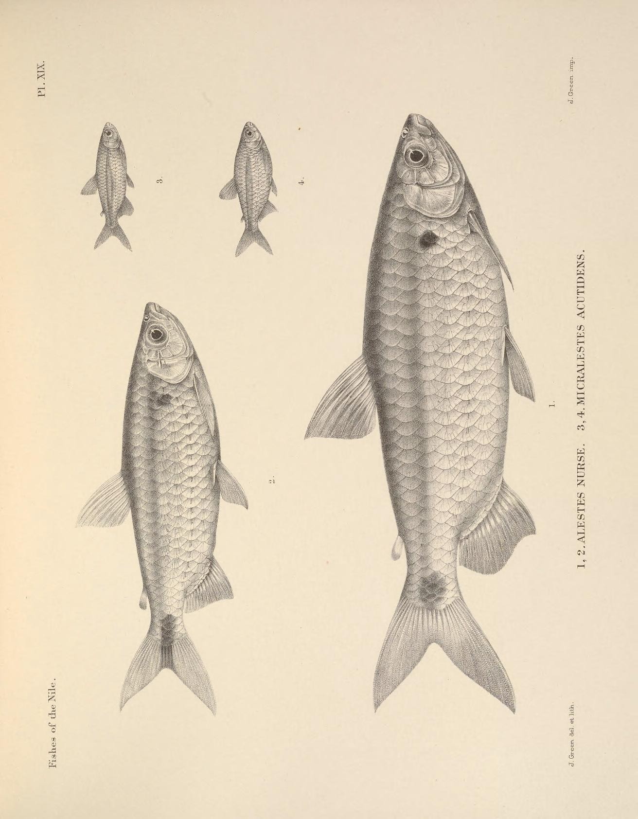 an illustration of different fish in an old book