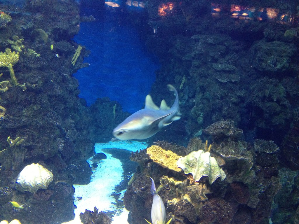 several fish swim in an aquarium, and look out the window