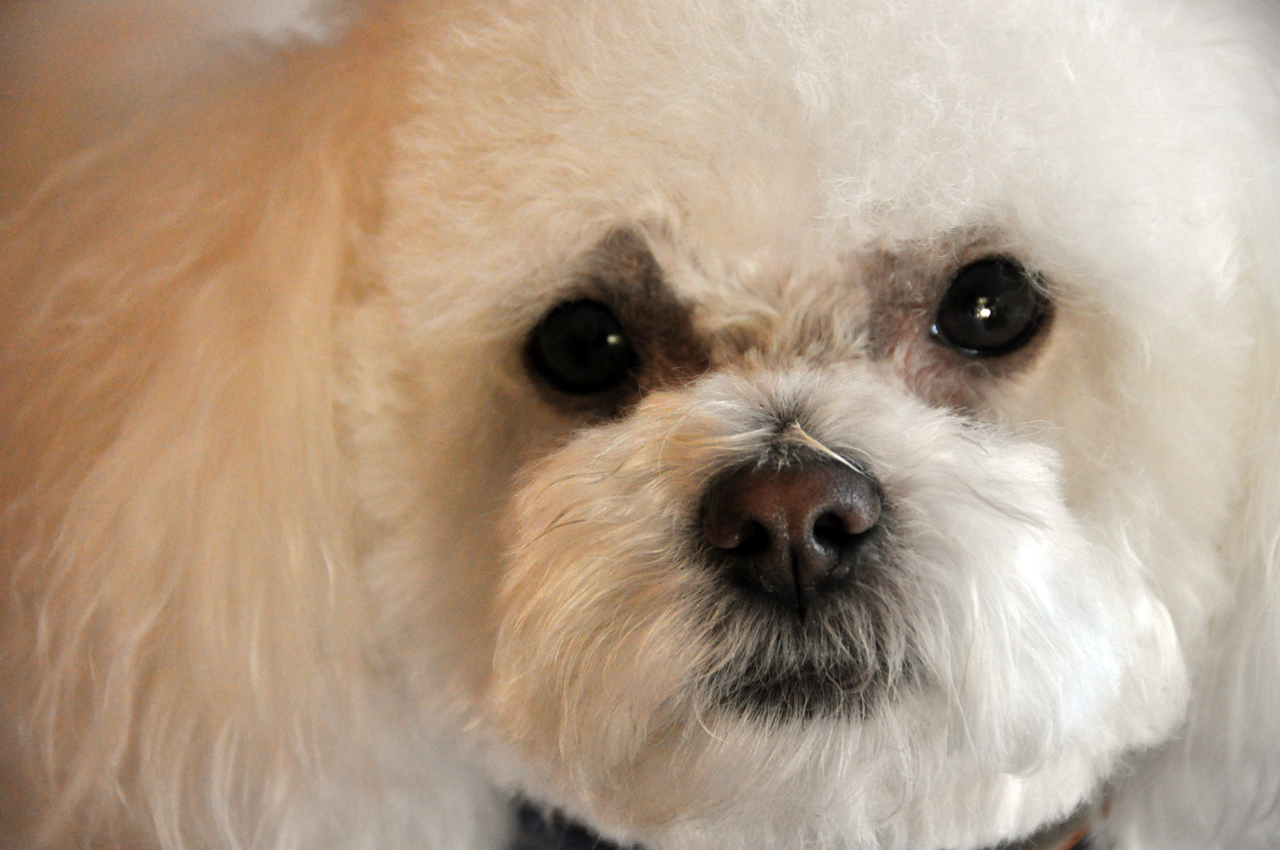 a dog has a black collar and it is white