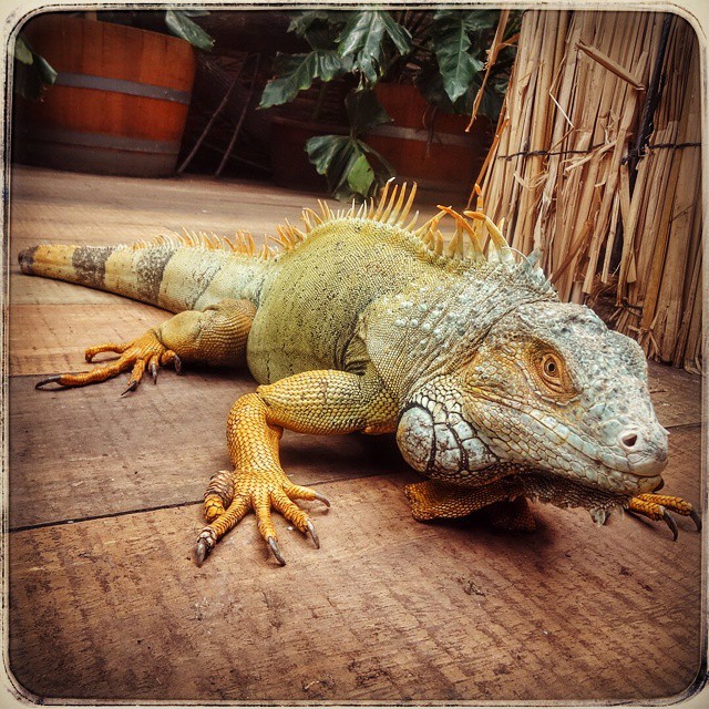 a large green lizard laying on top of wooden floor