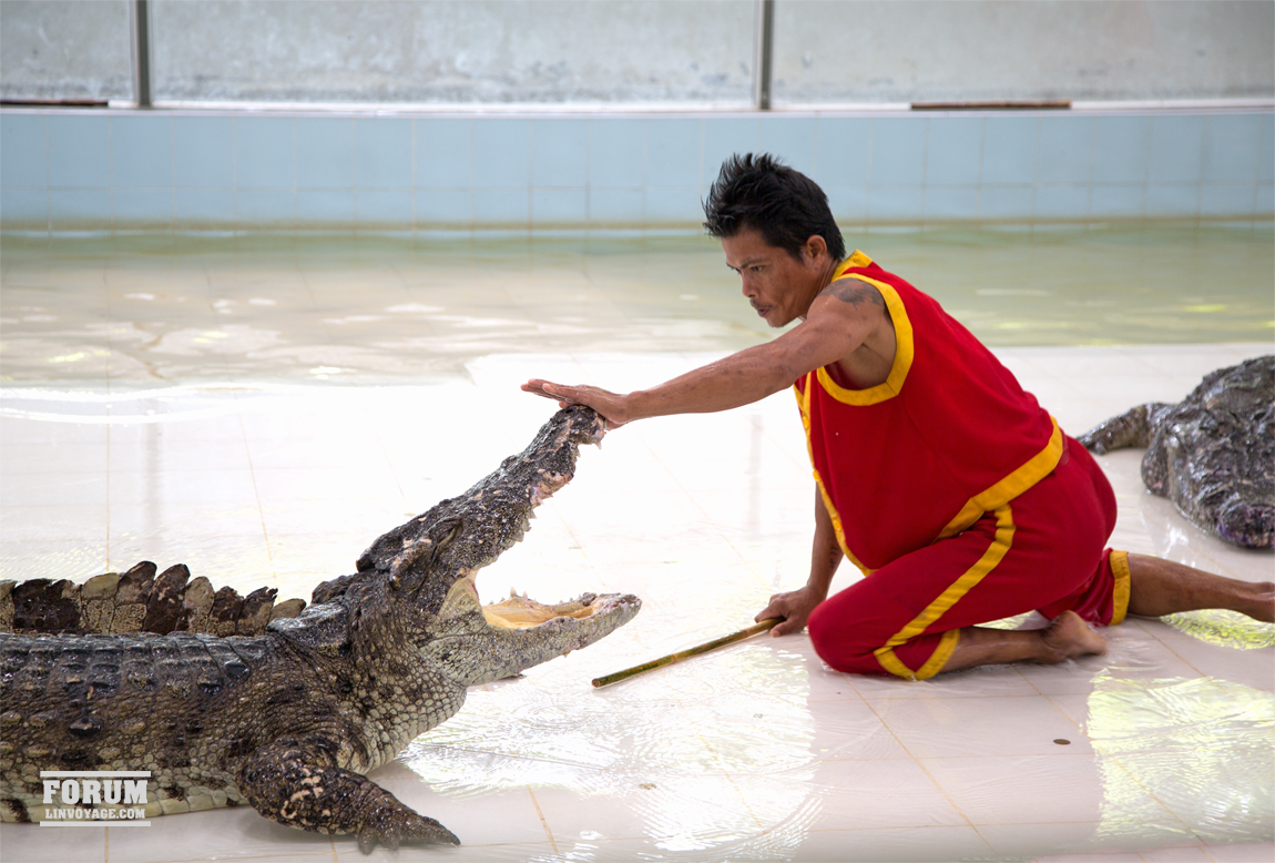 a man is putting an alligator in a crocodile's mouth