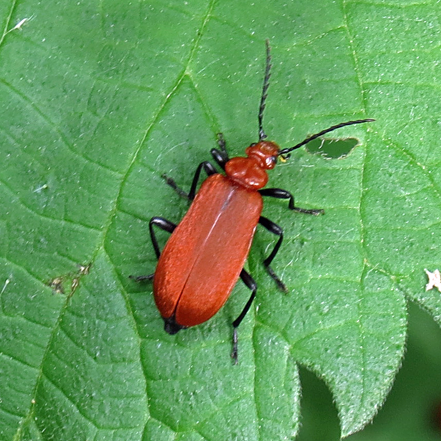 red bug on leaf in sunny sunlight