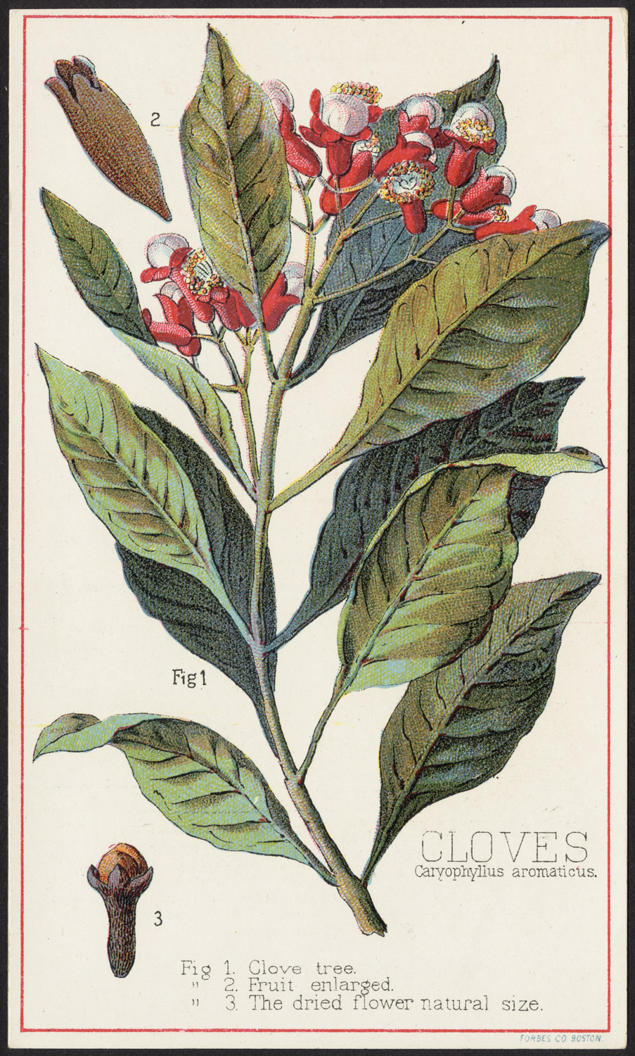 a botanical print of the famous flower of the western forest