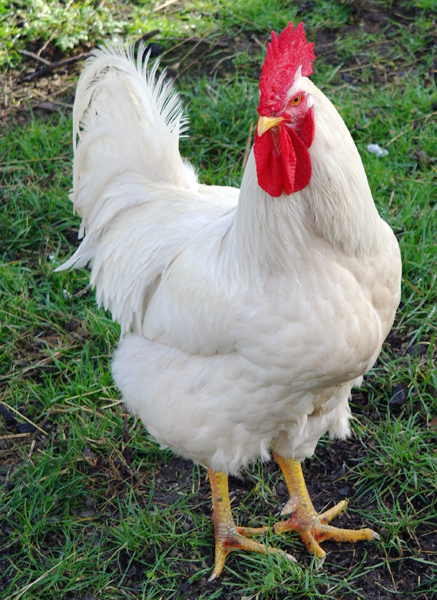 a white chicken standing on grass and dirt