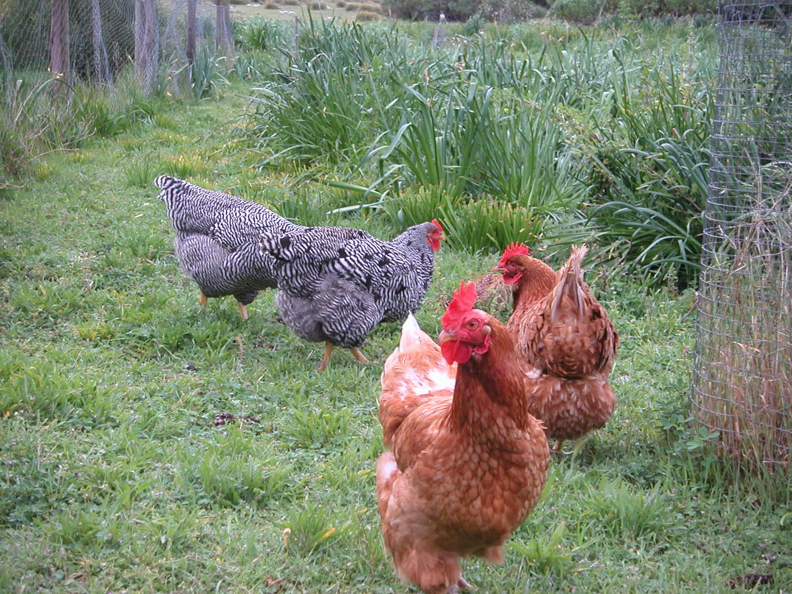 three chickens that are walking together in the grass