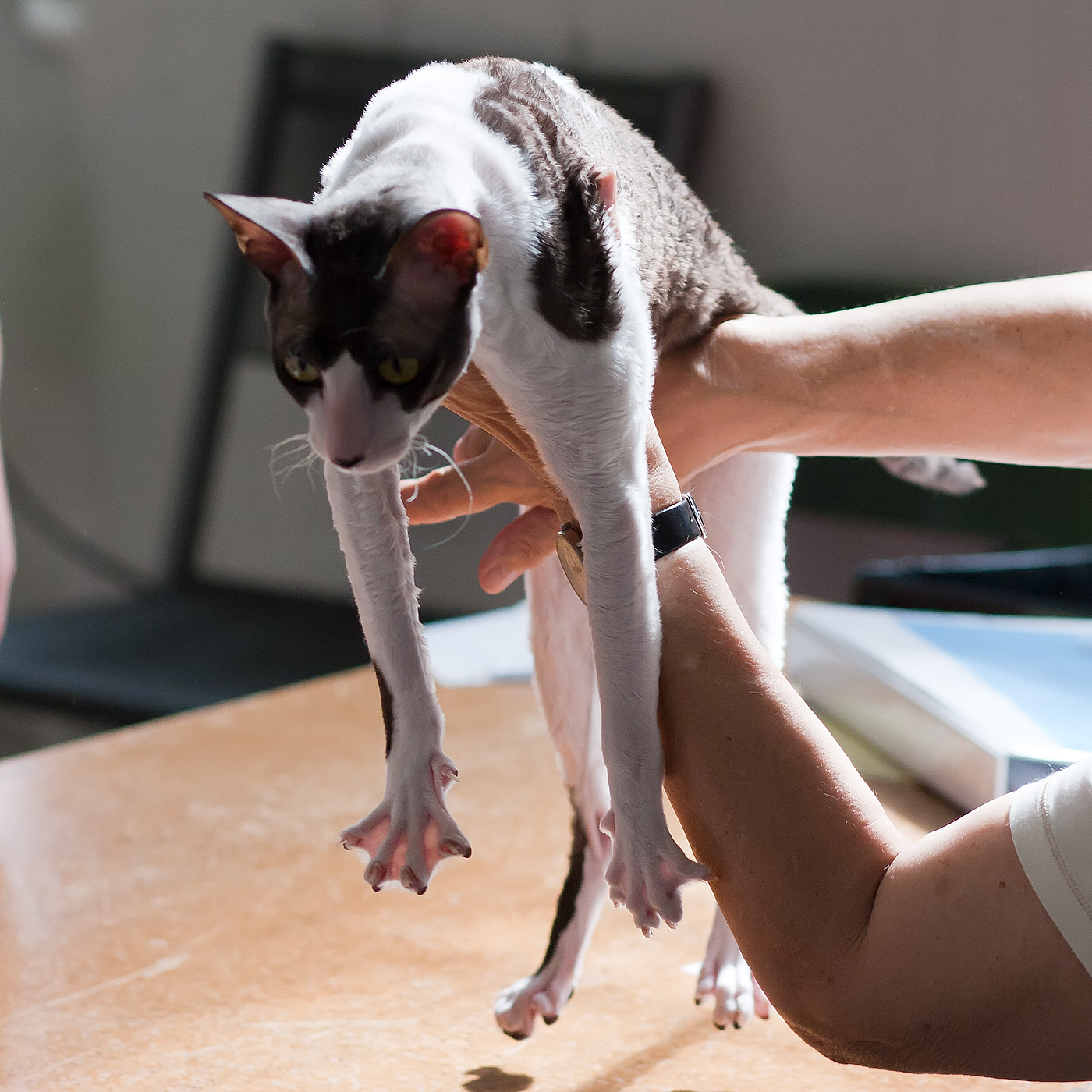 a sphy cat standing on a person's foot on top of a wooden table