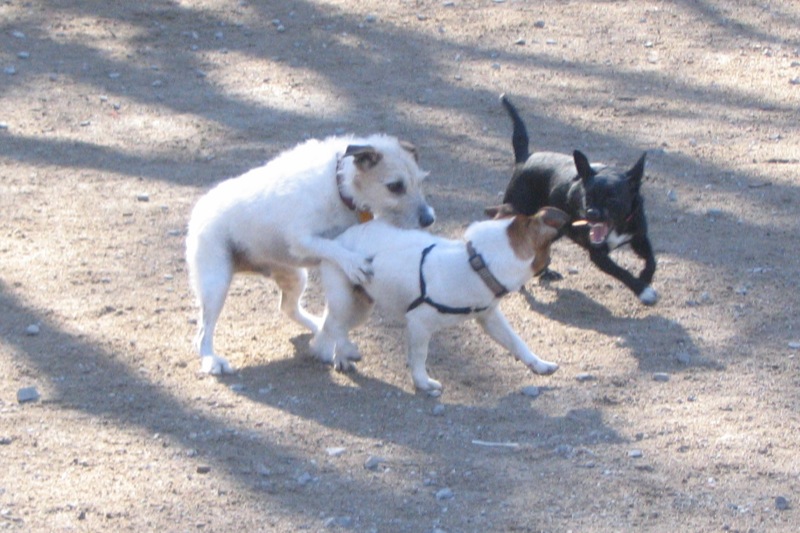 three small white dogs and one black dog playing on gravel
